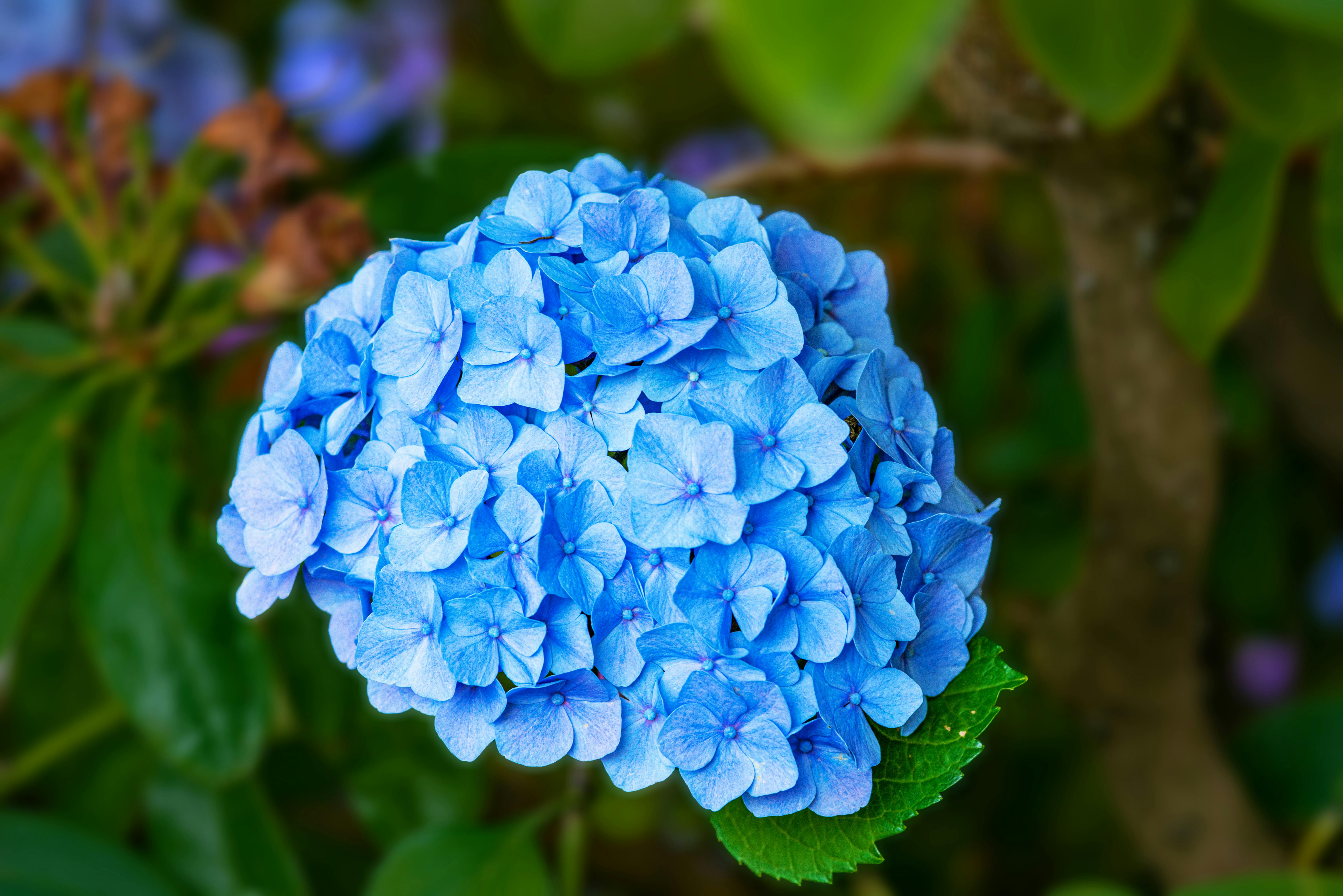 Blue Flower in Close Up Photography · Free Stock Photo