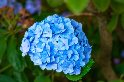Free Stunning blue hydrangea flower cluster in lush green foliage, perfect for nature photography. Stock Photo