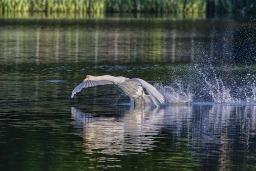 A Mute Swan Flying Over the Water 