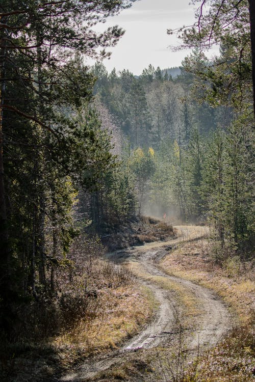 Off Road in the Forest