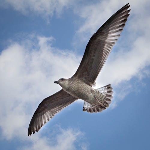 Low Angle Photography of Brown Gull Flying