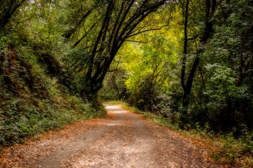 Imagine de stoc gratuită din arbori, codru, drum de pământ