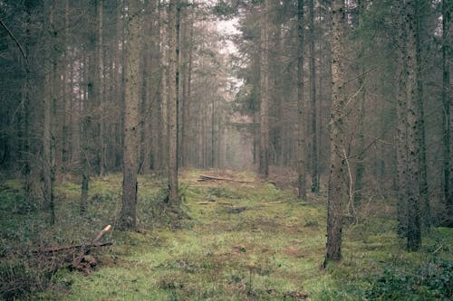 Fotos de stock gratuitas de arboles, bosque, césped verde