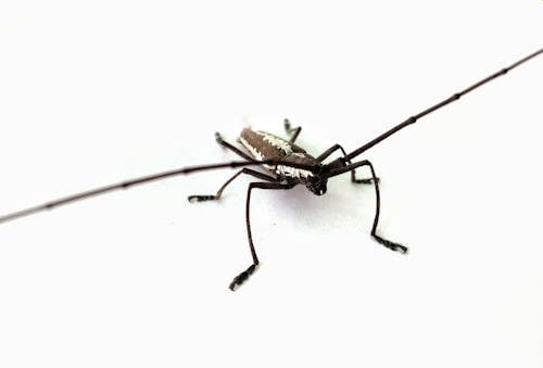 Close-Up Shot of a Longhorn Beetle 