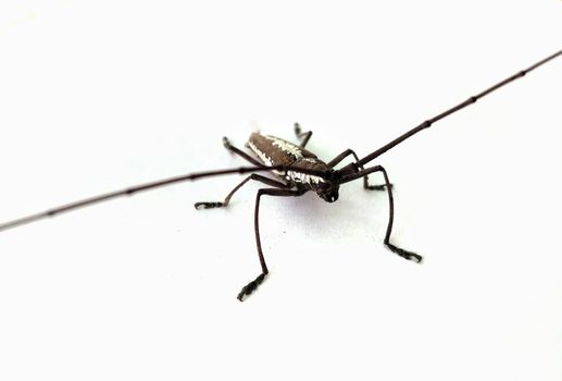 white insect isolated