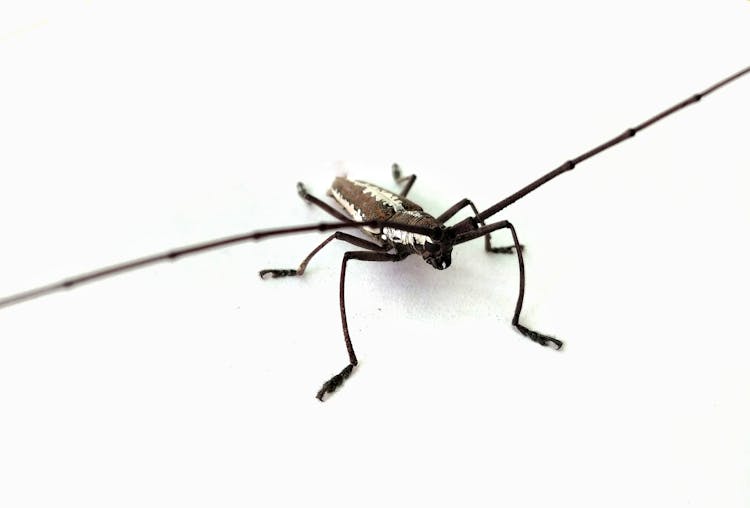 Close-Up Shot Of A Longhorn Beetle 