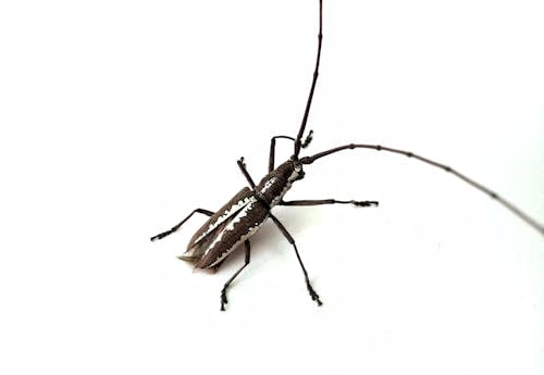 Close-Up Shot of a Longhorn Beetle