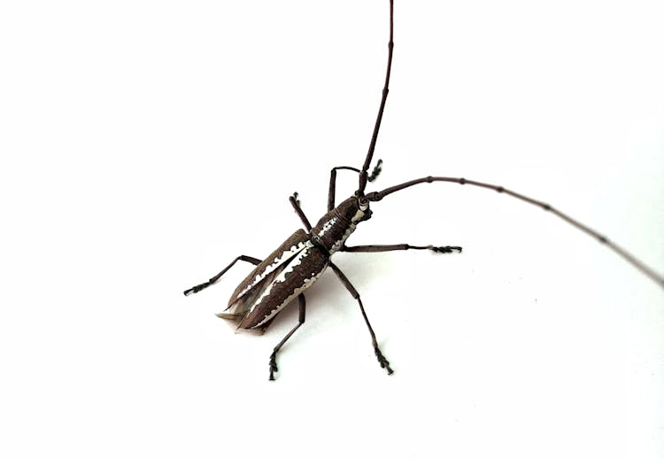 Close-Up Shot Of A Longhorn Beetle