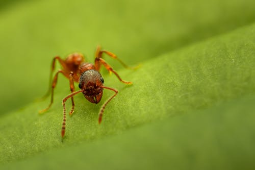 Black and Brown Ant on Green Leaf