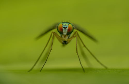 Základová fotografie zdarma na téma extrémní detail, hmyz, komár