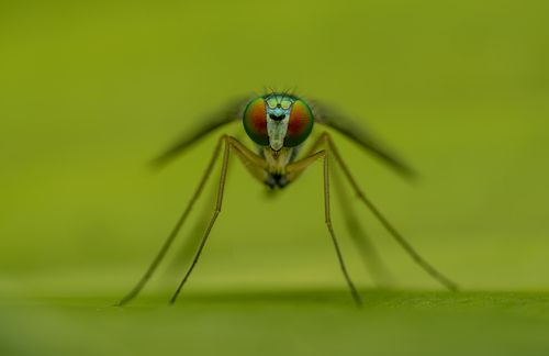 Extreme close-up of a mosquito on a leaf