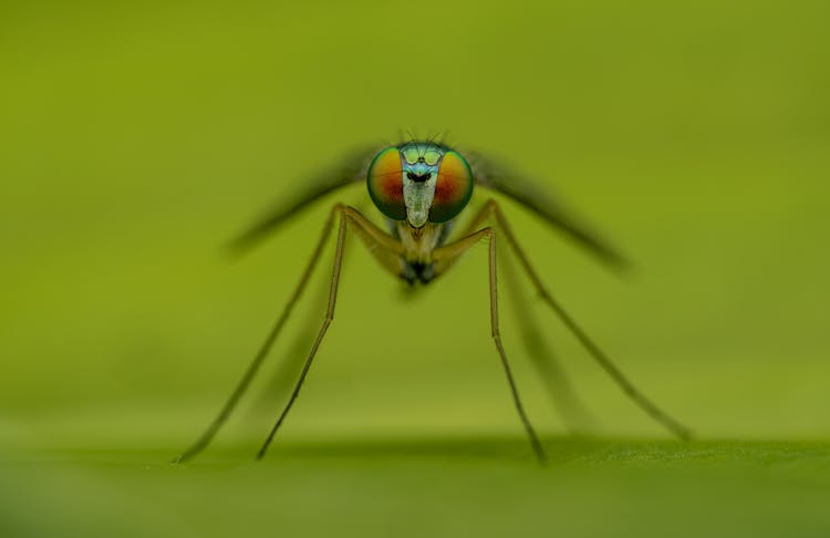 Extreme Close Up Of A Mosquito