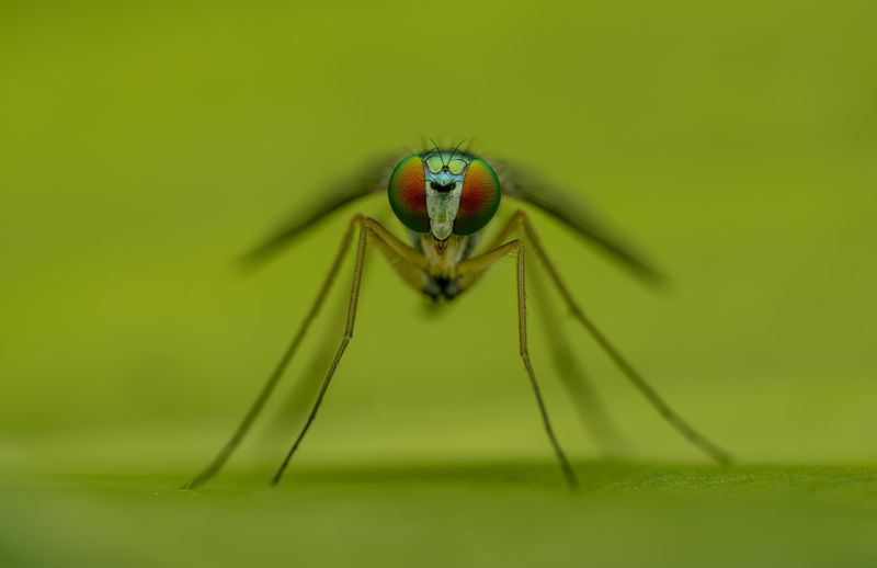 Close-up of a mosquito on a leaf