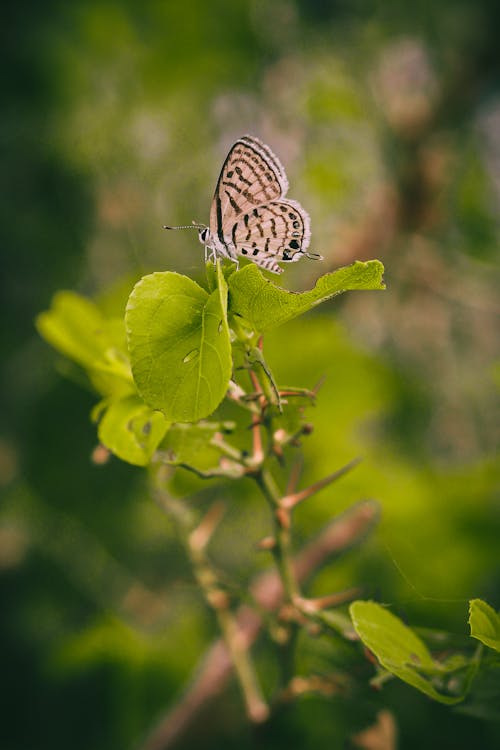 Бесплатное стоковое фото с антенны, бабочка, беспозвоночный