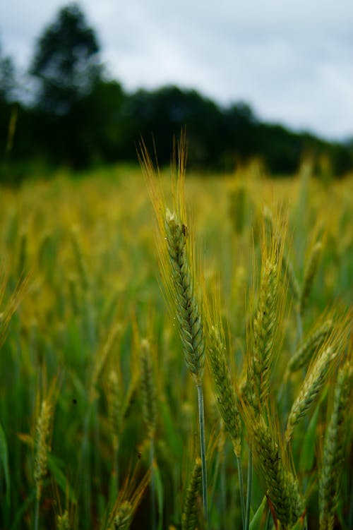 Green Wheat Field