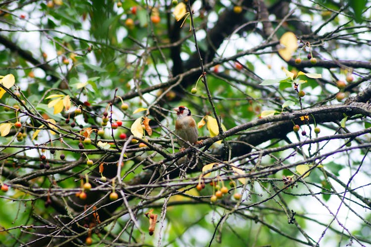 A Bird Perched On A Tree Branch