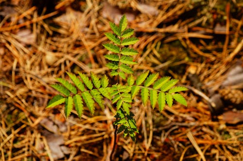 Plant on Ground