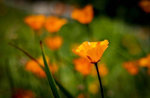 Imagine de stoc gratuită din a închide, california poppy, câmp