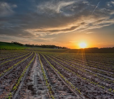 Golden sunrise over vast and peaceful farmland in rural Minnesota, showcasing natural beauty.
