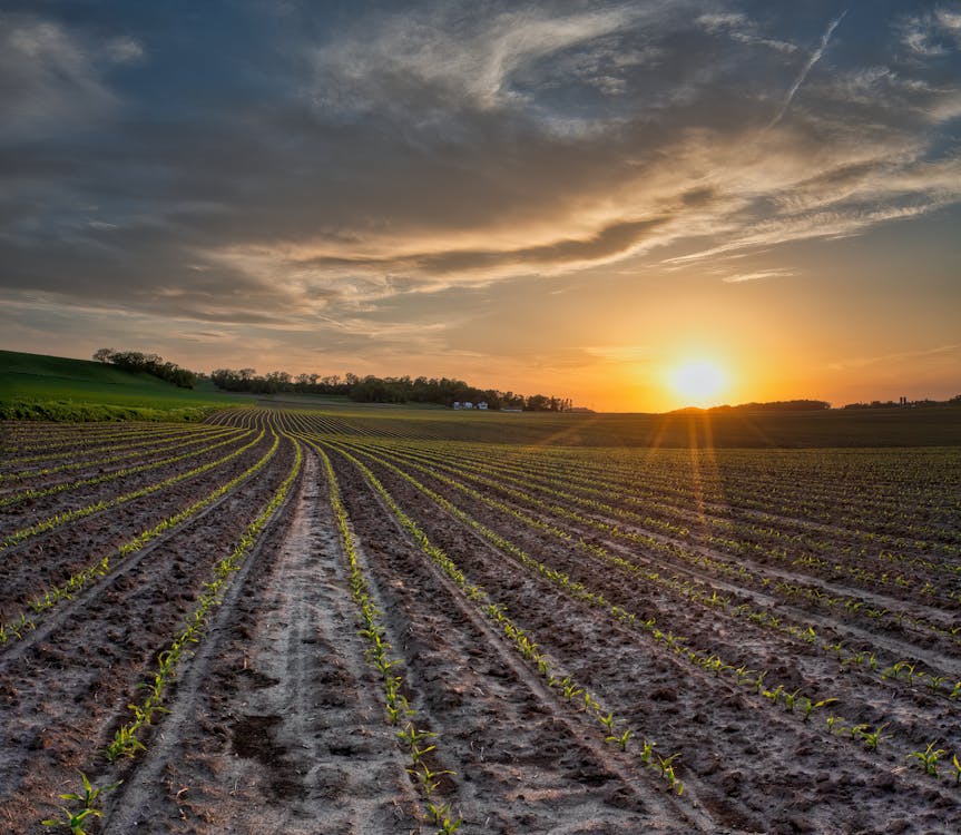 A Cropland during Sunset