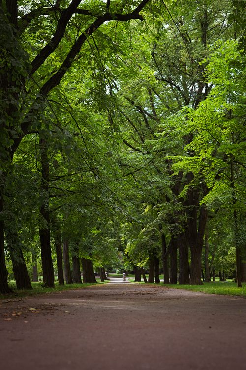Free A tranquil, shaded pathway in a lush green park, perfect for a peaceful walk. Stock Photo