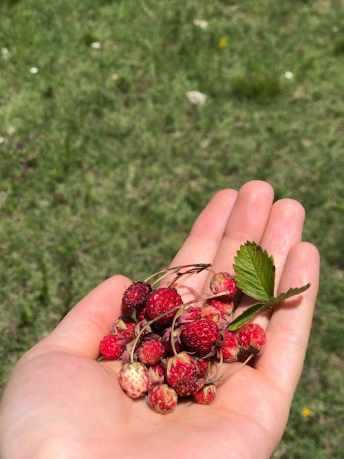 Fotos de stock gratuitas de fresas silvestres