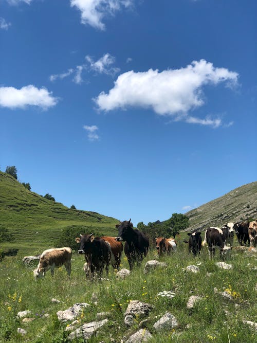 Cows Grazing on a Green Field Under the Blue Sky