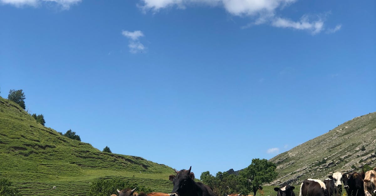 Foto profissional gratuita de agricultura, ambiente natural, animais ...