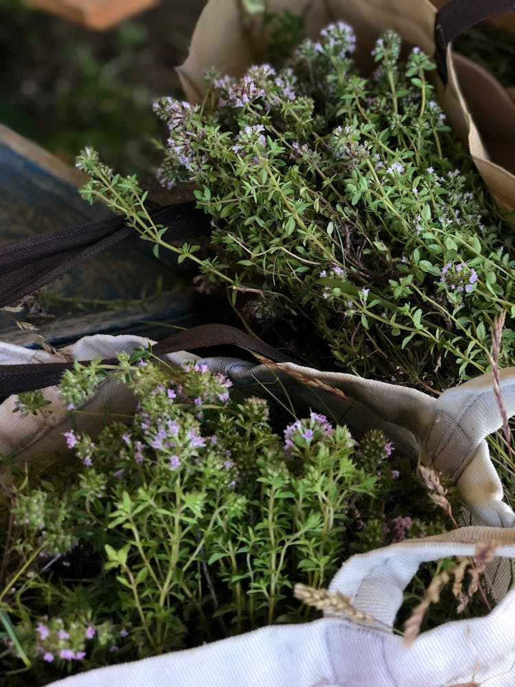 Bunch Of Thyme In Bags