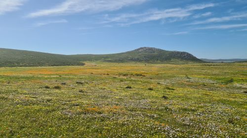 Free Vibrant springtime wildflower meadow in Langebaan, South Africa with clear skies. Stock Photo