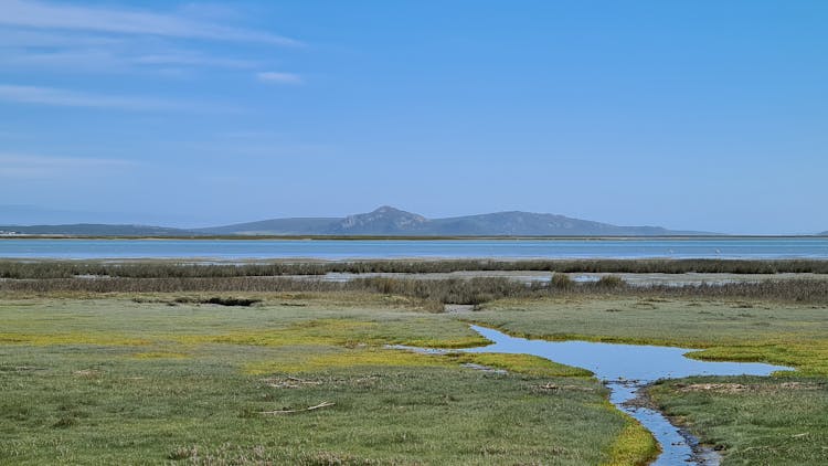 Wetlands Cover In Grass Near The Lake