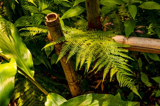 A close-up of lush green ferns intertwined with bamboo in a vibrant garden setting.