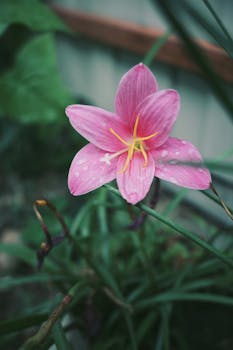 Close-up of a pink rain lily flower with raindrops in an outdoor garden.