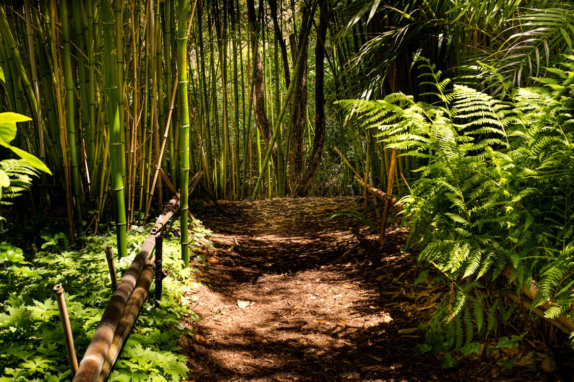 Immagine gratuita di alberi di bambù, ambiente, flora