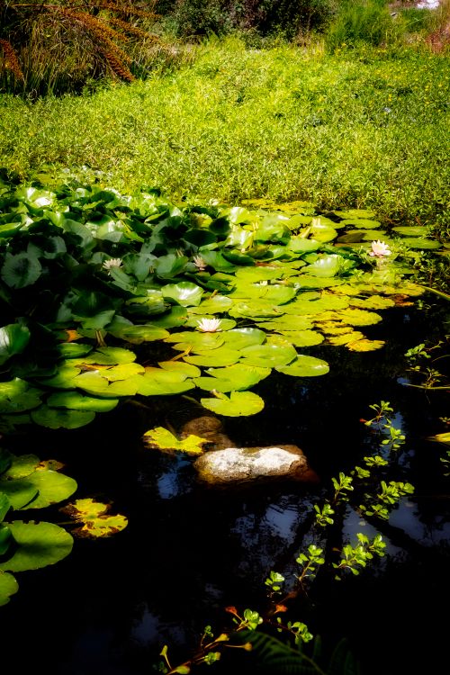 Free A calm pond filled with lily pads and lush surrounding greenery, capturing nature's tranquil beauty. Stock Photo