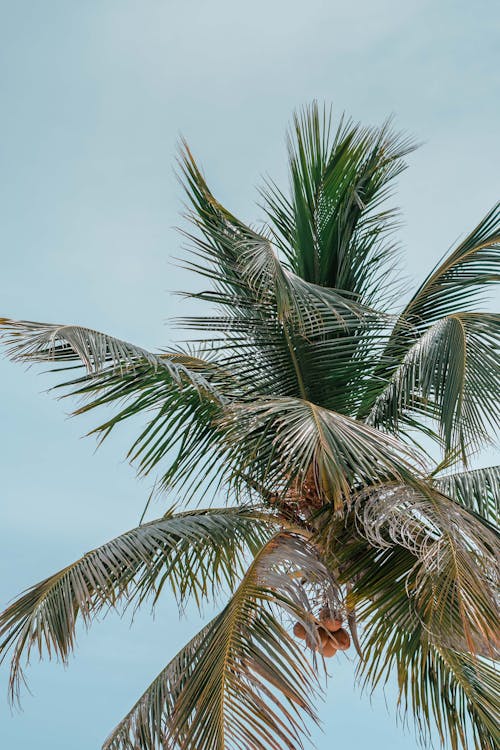 低角度拍攝, 垂直拍攝, 椰子樹 的 免費圖庫相片