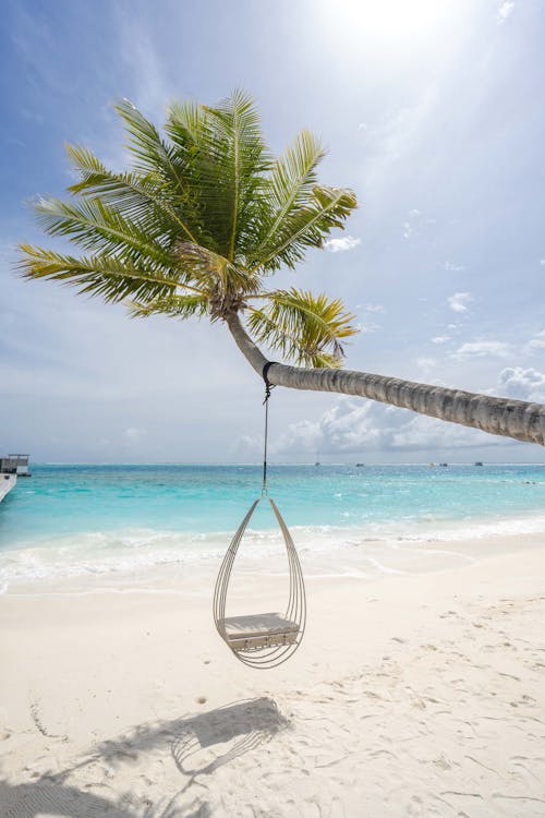 A Swing Hanging on a Palm Tree
