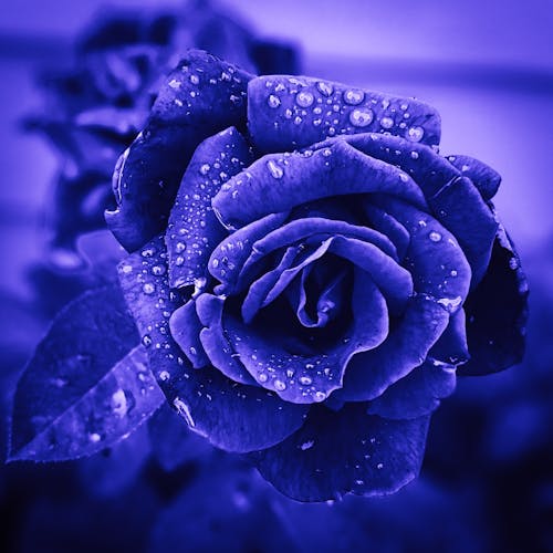 Free stock photo of flower, light, purple