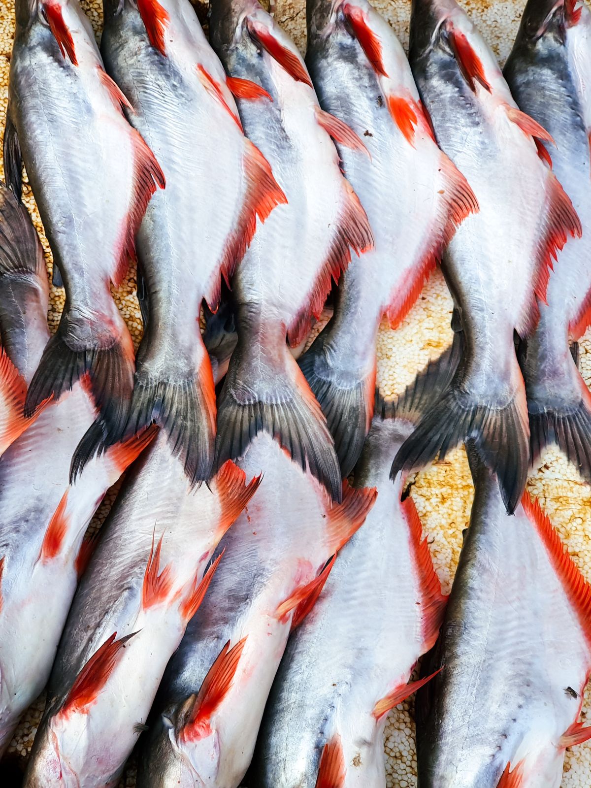 Freshly caught fish organized at a market stand