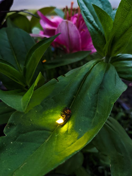 Free stock photo of fireflies, firefly, garden