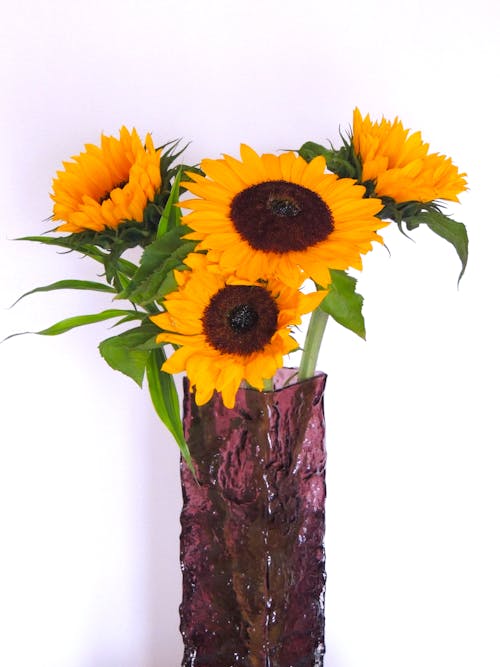 Free Yellow Sunflowers in Glass Vase Stock Photo