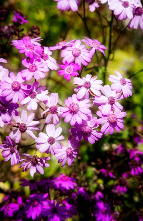 ピンクの花, フローラ, 咲くの無料の写真素材