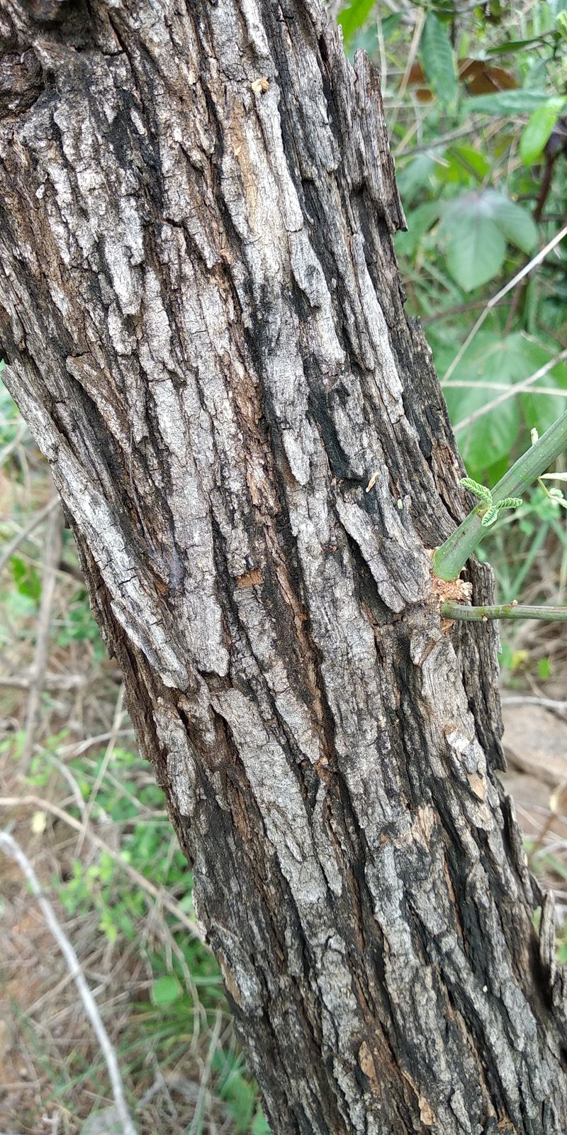 Xiaomi Redmi Buds 6 Active