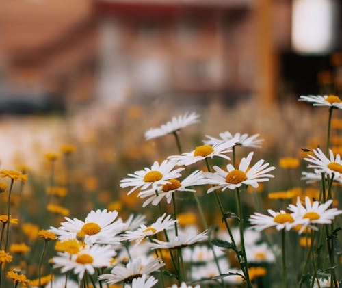 A White Daisy Flowers in Full Bloom