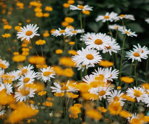 Imagine de stoc gratuită din alb și galben, creștere, floră