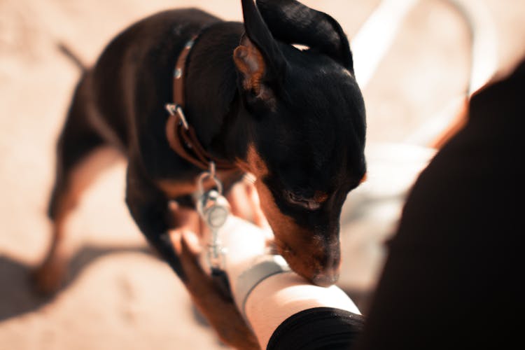 Black And Brown Dog Sniffing A Person's Arm