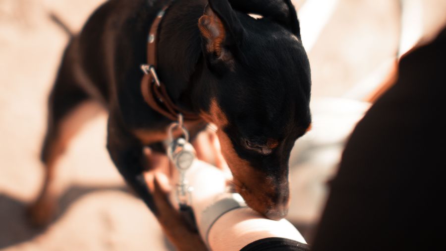 Training Dogs for Good Behavior Around the Whole Family