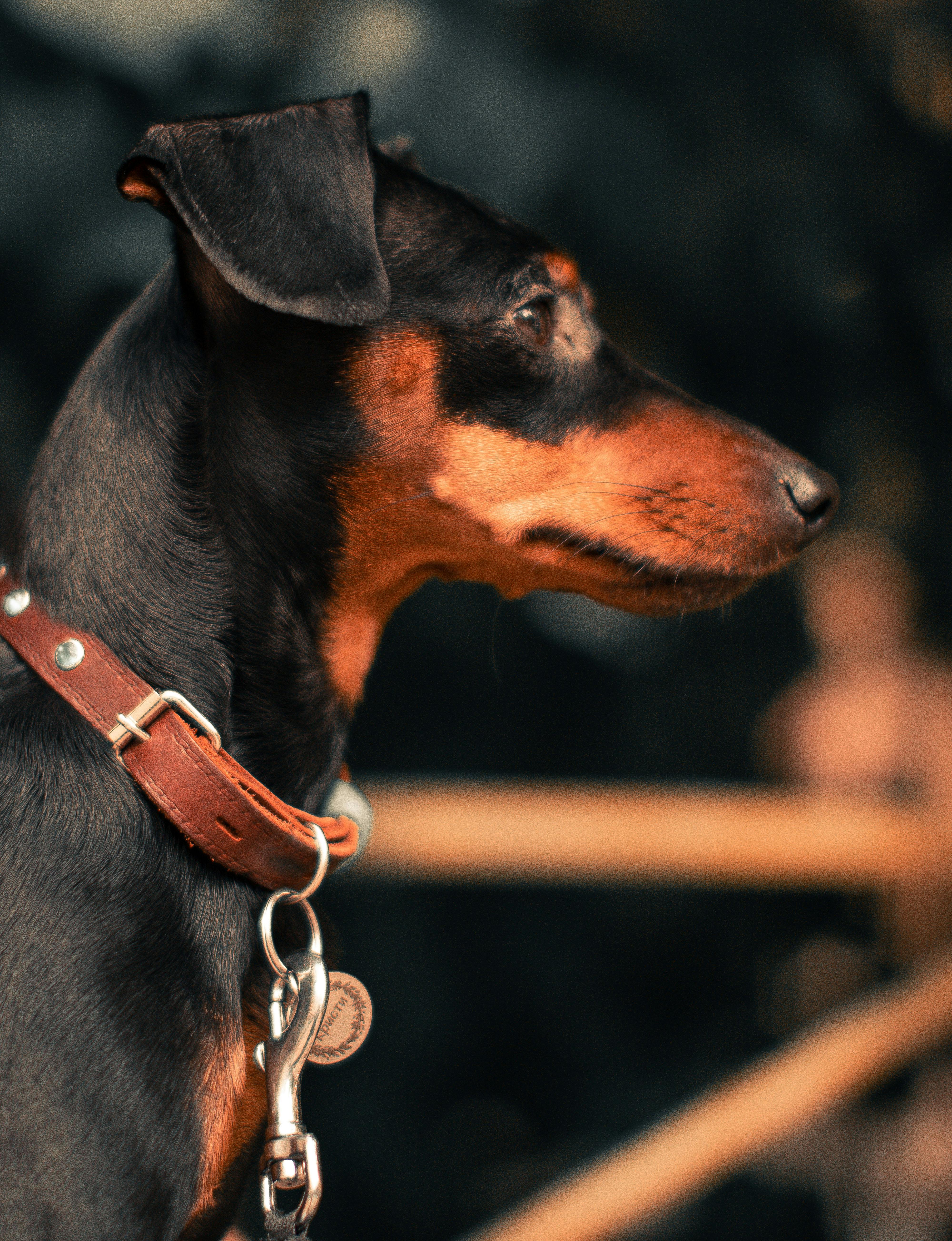 Manchester Terrier image