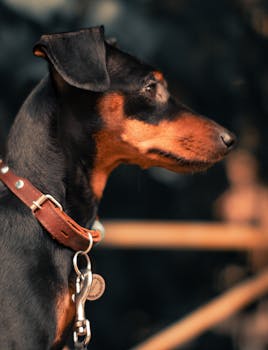 Profile view of a Manchester Terrier dog wearing a leather collar. Blurred background adds focus.