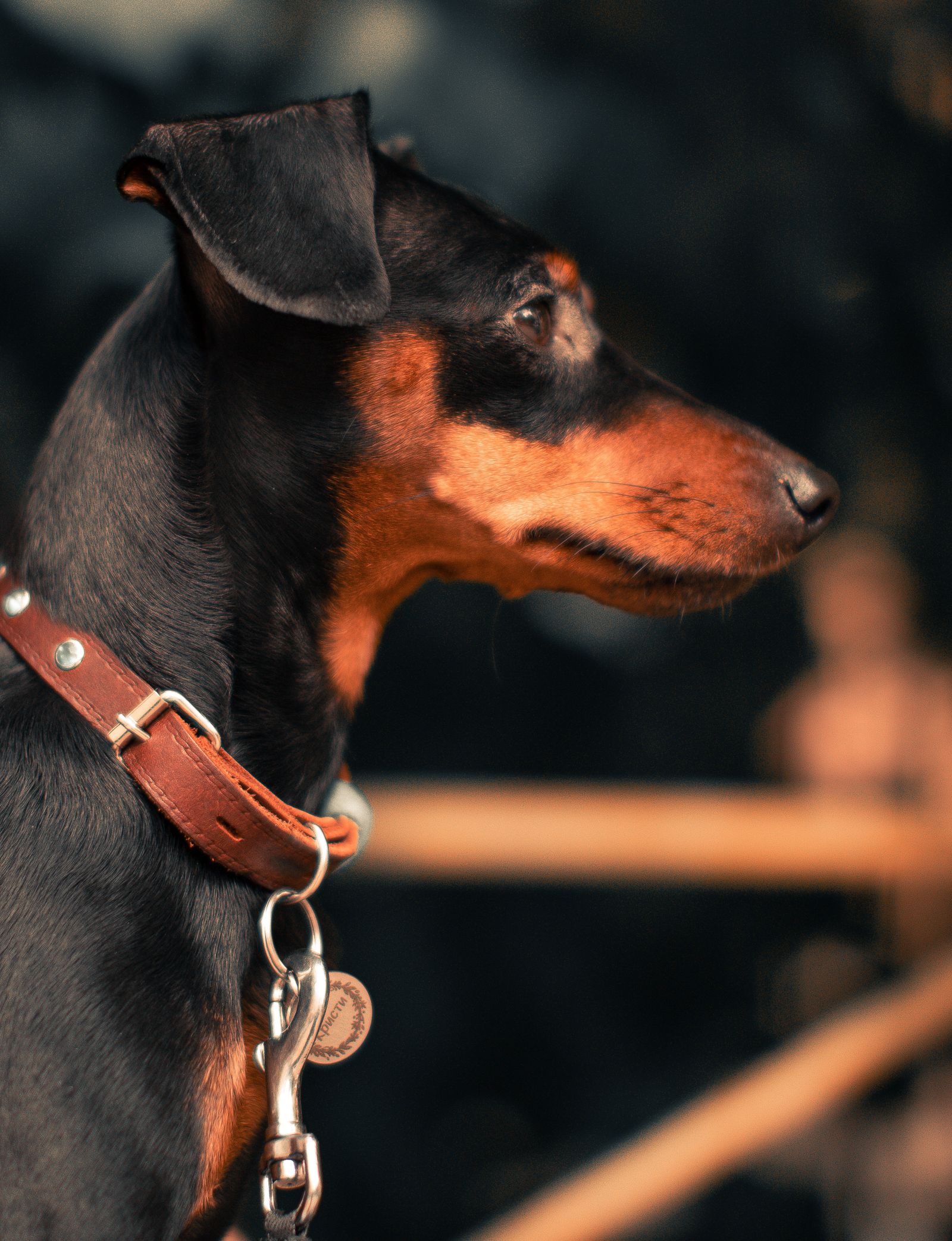 Black-and-tan Manchester Terrier in profile wearing a leather collar, photo on Pexels